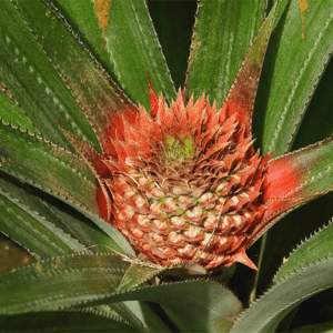 Raw bromelain