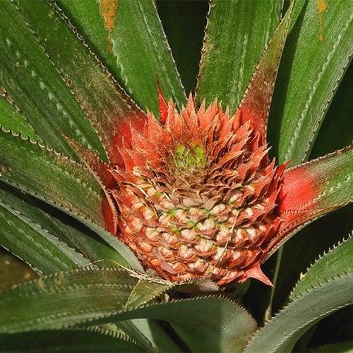 Raw bromelain