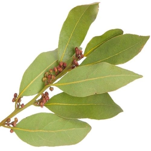 Raw bay leaves