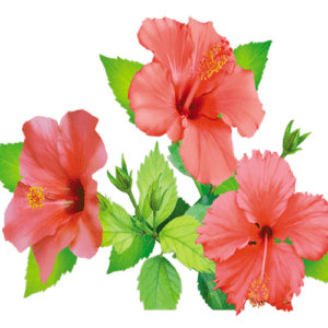 Raw hibiscus