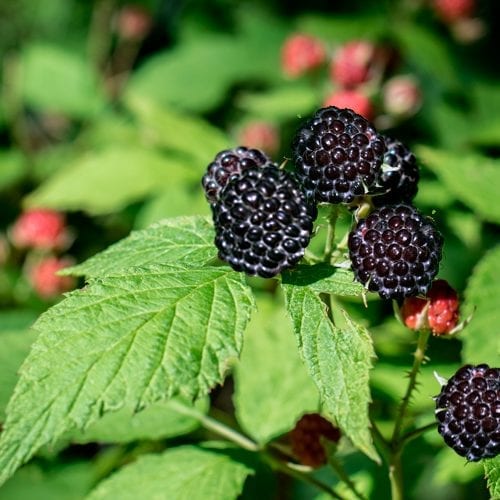 Raw black raspberries