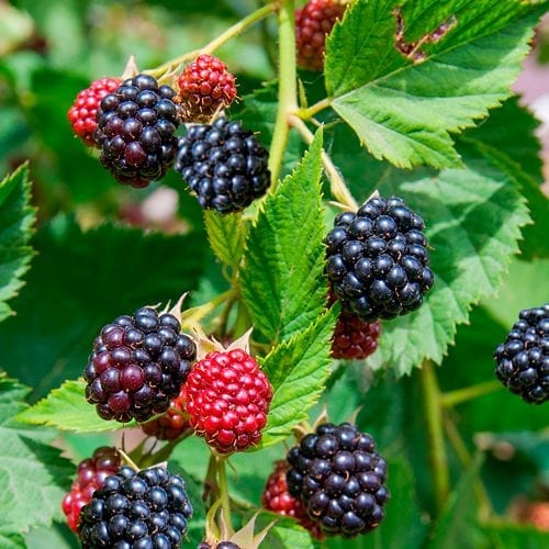 Raw blackberries