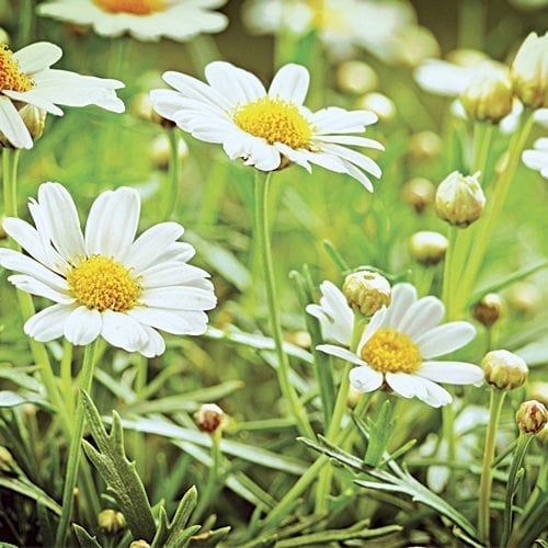 Raw chamomile