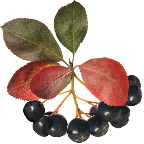 Raw chokecherry