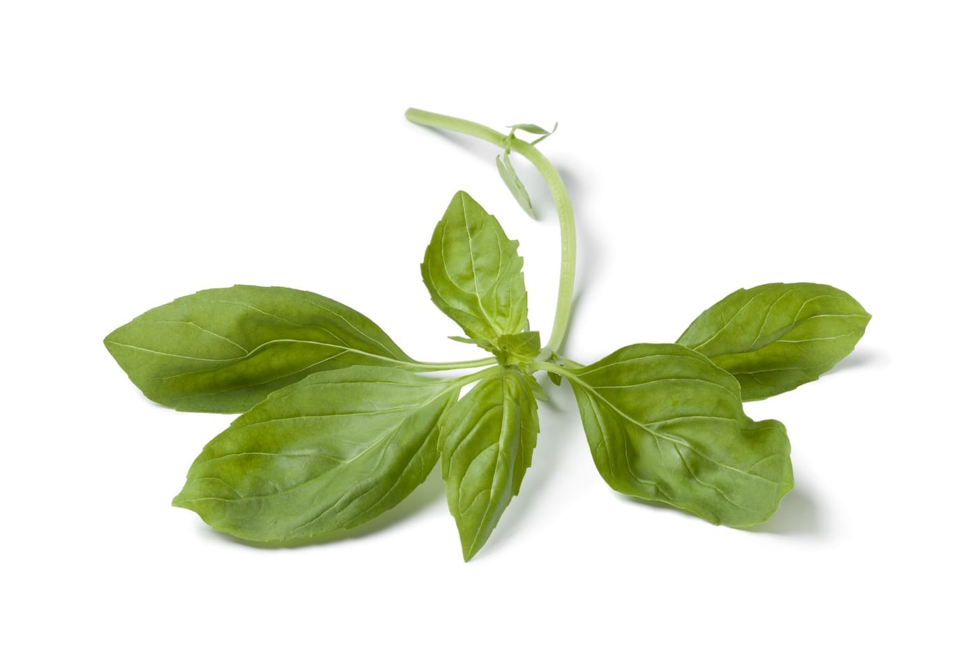 Raw basil